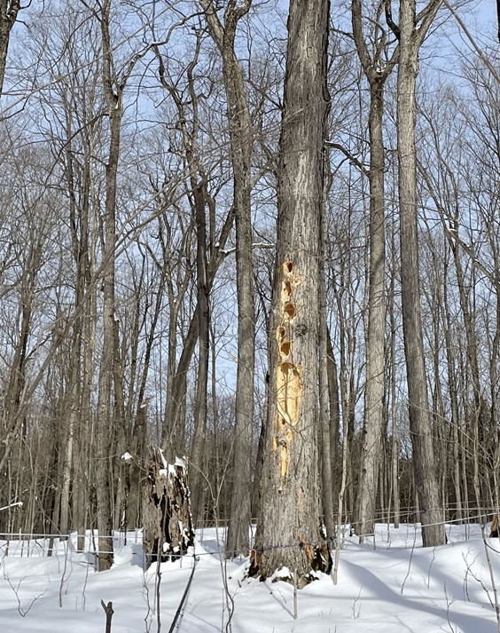 A large tree with a rotten trunk section, holed by birds.
